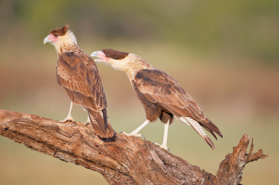 <i class='fa fa-user'></i> Wilfred Marissen |   Noordelijke Kuifcaracara  <i class='fa fa-eye'> 201</i>  <i class='fa fa-thumbs-up'> 1</i>   <i class='fa fa-comment-o'> 5</i>