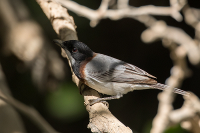 <i class='fa fa-user'></i> Paul van Giersbergen |   Krabbenfluiter  <i class='fa fa-eye'> 145</i>   <i class='fa fa-comment-o'> 2</i>