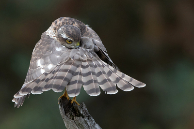 Deze juveniele Sperwer deed goed zn best om op zn mooist op de foto te komen.