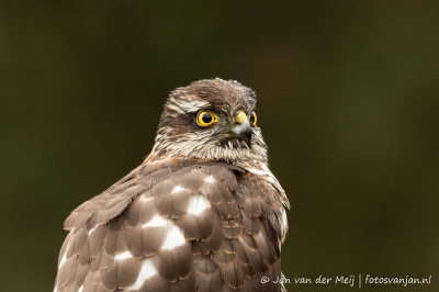 Zeer slecht weer deze dag en weinig licht voor foto's. In de middag een paar uur droog en net genoeg licht. Deze sperwer maakte de dag weer goed.