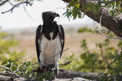Vanuit een bus zagen we deze vechtarend met prooi rusten op een boom in Etosha NP.
