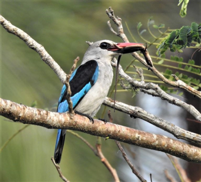 Early morning at the coast of Ghana, I caught this Kingfisher at breakfast