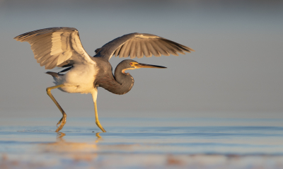 <i class='fa fa-user'></i> Hans Overduin |   Witbuikreiger  <i class='fa fa-eye'> 326</i>  <i class='fa fa-thumbs-up'> 30</i>   <i class='fa fa-comment-o'> 17</i>