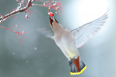 <i class='fa fa-user'></i> Alex Roetemeijer |   Pestvogel  <i class='fa fa-eye'> 629</i>  <i class='fa fa-thumbs-up'> 34</i>   <i class='fa fa-comment-o'> 13</i>