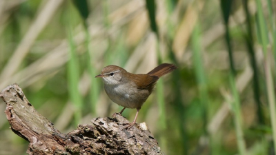 De Cetti,s zanger is elke keer weer een uitdaging om voor mijn lens te krijgen.