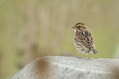 <i class='fa fa-user'></i> Frank Kremer |   Savannahgors  <i class='fa fa-eye'> 207</i>   <i class='fa fa-comment-o'> 1</i>