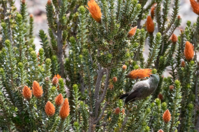 <i class='fa fa-user'></i> Louis56 |   Ecuadorbergnimf  <i class='fa fa-eye'> 178</i>  <i class='fa fa-thumbs-up'> 1</i>   <i class='fa fa-comment-o'> 2</i>