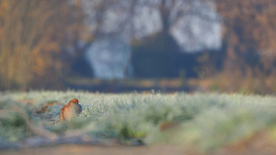 Liggend op de grond wachten tot de patrijsjes dichterbij komen. Vaak tevergeefs en daarom van de nood een deugd gemaakt door er een landschapsfoto van te maken. Met een telelens kreeg ik alleen de patrijs redelijk scherp gesteld. De voor-en achtergrond waren daardoor in een soort waas gehuld. Het gaat om de patrijs en om de sfeer van de berijpte weilanden in de vroege ochtend. Hopelijk komt het zo over.