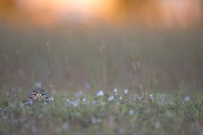 <i class='fa fa-user'></i> Hans Overduin |   Holenuil  <i class='fa fa-eye'> 355</i>  <i class='fa fa-thumbs-up'> 23</i>   <i class='fa fa-comment-o'> 17</i>