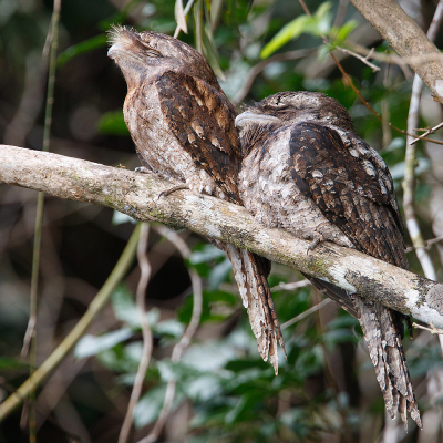 <i class='fa fa-user'></i> Kees de Jager |   Reuzenuilnachtzwaluw  <i class='fa fa-eye'> 190</i>  <i class='fa fa-thumbs-up'> 3</i>   <i class='fa fa-comment-o'> 2</i>
