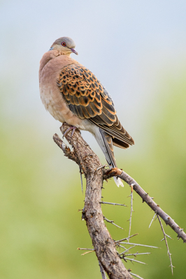 <i class='fa fa-user'></i> JeroenvanWijk |   Oosterse Tortel  <i class='fa fa-eye'> 255</i>  <i class='fa fa-thumbs-up'> 6</i>   <i class='fa fa-comment-o'> 7</i>