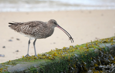 <i class='fa fa-user'></i> ko katsman |   Wulp  <i class='fa fa-eye'> 309</i>  <i class='fa fa-thumbs-up'> 3</i>   <i class='fa fa-comment-o'> 4</i>