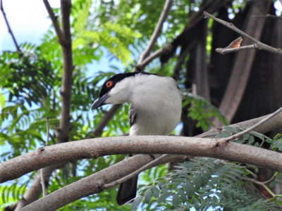 This Northern Puffback was staring back at me, like it had no fear of humans whatsoever. I guess it was curious