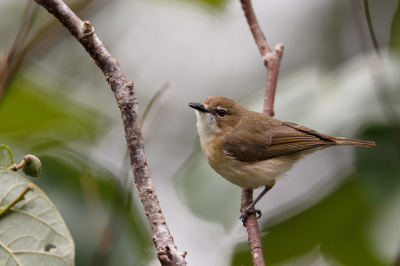 <i class='fa fa-user'></i> Kees de Jager |   Dikbekmangrovezanger  <i class='fa fa-eye'> 165</i>   <i class='fa fa-comment-o'> 1</i>