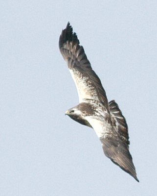 De buizerd kwam mooi over het bos gevlogen .
OP de plaats waar ik de roerdomp aan het zoeken was .
Het is een exemplaar waar ik al vele keren een foto van heb geprobeert te maken .