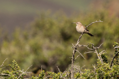 Niet de beste foto van de vakantie maar ik post hem toch aangezien de Schubkeelaardkruiper nog niet te vinden is op Birdpix...
Bij het verlaten van Torres del Paine, terwijl ik wat eenden stond te fotograferen, liet deze, naar later bleek, Schubkeelaardkruiper zich voor korte tijd zien. Net genoeg voor 3 foto's... meer niet.