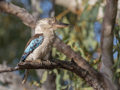 <i class='fa fa-user'></i> Paul van Giersbergen | Blauwvleugelkookaburra  <i class='fa fa-eye'> 220</i>  <i class='fa fa-thumbs-up'> 10</i>   <i class='fa fa-comment-o'> 6</i>