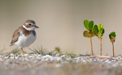 <i class='fa fa-user'></i> Hans Overduin |   Amerikaanse Bontbekplevier  <i class='fa fa-eye'> 405</i>  <i class='fa fa-thumbs-up'> 37</i>   <i class='fa fa-comment-o'> 22</i>