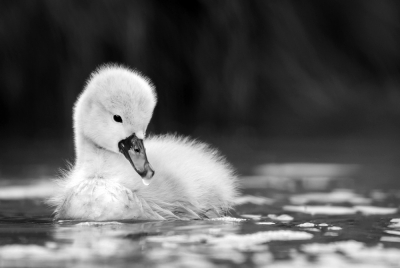 Afgelopen voorjaar zwommen er in de buurt 6 jonge zwaantjes die ik rustig kon fotograferen. In plaats van kleur een keer een poging in zwart-wit.