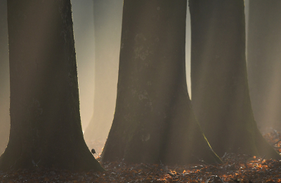 <i class='fa fa-user'></i> Eric Gibcus |   Koolmees  <i class='fa fa-eye'> 514</i>  <i class='fa fa-thumbs-up'> 34</i>   <i class='fa fa-comment-o'> 19</i>