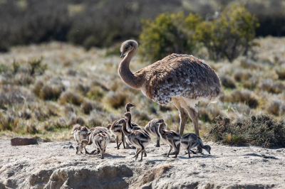 Het voordeel van een vakantie in Patagoni in het begin van 'onze' winter is dat het daar dan voorjaar is. En dus veel jonge dieren, zoals deze Darwins Nandoe met haar jongen... Gefotografeerd net voordat we Torres del Paine uit reden.