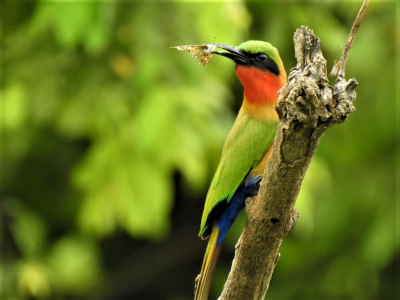 Ghana has many birds, but few as colorful as the red-throated bee-eater. In Mole National Park in the North of Ghana I took a shot of one that had just caught a moth.