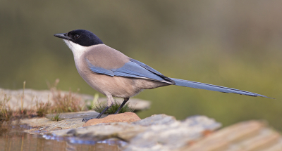 <i class='fa fa-user'></i> Luc Meert |   Blauwe Ekster  <i class='fa fa-eye'> 266</i>  <i class='fa fa-thumbs-up'> 6</i>   <i class='fa fa-comment-o'> 8</i>