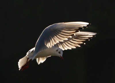 Het is alweer een tijd geleden dat ik, buiten de MO's om, een foto geplaatst heb op BirdPix. Dit is een van de foto's waar ik tussen twijfelde voor de november MO; thema tegenlicht.
De foto is gemaakt bij de Houtribsluizen, tegen de richting van de zon in, terwijl de Kokmeeuwen laag achter een boot aanvlogen, die door de schutsluis ging. De donkere achtergrond is de donkere wand van de schutsluis, die ook nog in de schaduw lag.