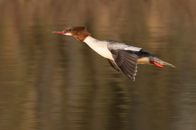 <i class='fa fa-user'></i> Tom |   Grote Zaagbek  <i class='fa fa-eye'> 482</i>  <i class='fa fa-thumbs-up'> 29</i>   <i class='fa fa-comment-o'> 15</i>