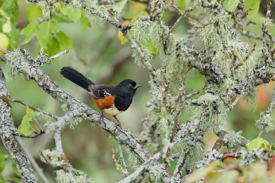 <i class='fa fa-user'></i> Frank Kremer |   Gevlekte Towie  <i class='fa fa-eye'> 273</i>  <i class='fa fa-thumbs-up'> 14</i>   <i class='fa fa-comment-o'> 10</i>