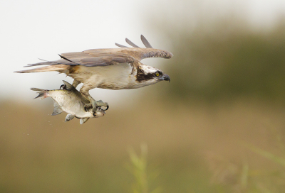 <i class='fa fa-user'></i> natuurflits |   Visarend  <i class='fa fa-eye'> 533</i>  <i class='fa fa-thumbs-up'> 24</i>   <i class='fa fa-comment-o'> 8</i>