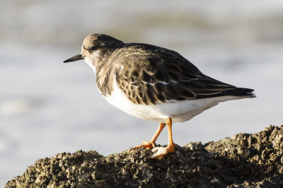 op weg naar wat zeehonden spotten, viel plots men oog op deze vogel.