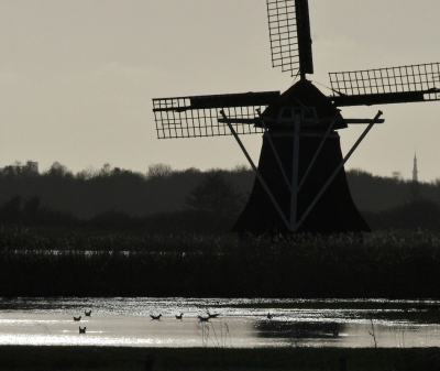 In de plasjes rond de Ypey-molen waren de kokmeeuwtjes nog laat op de avond aan het foerageren..Op de achtergrond de Bonifatiuskerk van Leeuwarden (Architect;Cuyper ,ja inderdaad,dezelfde als die van het Rijks,A,dam)