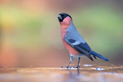 <i class='fa fa-user'></i> Arjan Troost |   Goudvink  <i class='fa fa-eye'> 490</i>  <i class='fa fa-thumbs-up'> 26</i>   <i class='fa fa-comment-o'> 12</i>