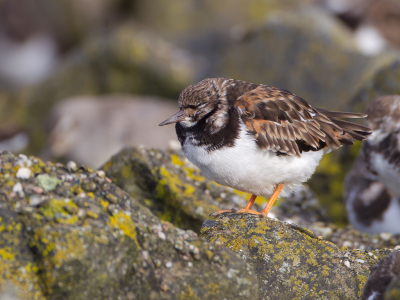 Een recente upload van Bert Ooms van een chagrijnig kijkende Bonte strandloper (https://www.birdpix.nl/album_page.php?pic_id=491467&recent=1) zette me aan het denken. Zou Holwerd nu echt wel zo leuk zijn als het lijkt? En inderdaad, terugkijkend naar de foto's van een recent bezoek vond ik een Steenloper die minstens zo ontstemd lijkt...