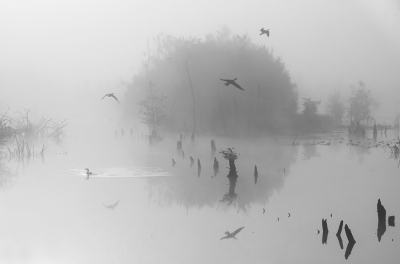 <i class='fa fa-user'></i> Bert Ooms |   Aalscholver  <i class='fa fa-eye'> 452</i>  <i class='fa fa-thumbs-up'> 28</i>   <i class='fa fa-comment-o'> 12</i>