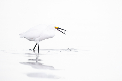 <i class='fa fa-user'></i> Hans Overduin |   Amerikaanse Kleine Zilverreiger  <i class='fa fa-eye'> 276</i>  <i class='fa fa-thumbs-up'> 17</i>   <i class='fa fa-comment-o'> 9</i>