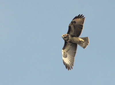 Gelijk er dan maar een tweede achteraan. Als deze niet vlakbij een andere Buizerd in de vlucht staat, dan zijn ze dus helaas niet in hetzelfde album terecht gekomen.....;-)