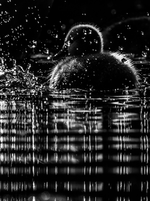 <i class='fa fa-user'></i> Henri Aantjes |   Knobbelzwaan  <i class='fa fa-eye'> 356</i>  <i class='fa fa-thumbs-up'> 19</i>   <i class='fa fa-comment-o'> 8</i>