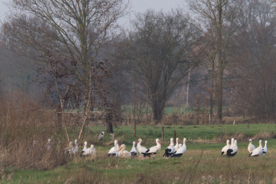 <i class='fa fa-user'></i> Gert-Jan Cromwijk |   Roze Pelikaan  <i class='fa fa-eye'> 410</i>   <i class='fa fa-comment-o'> 2</i>