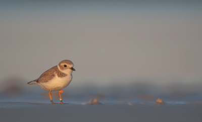 <i class='fa fa-user'></i> Hans Overduin |   Dwergplevier  <i class='fa fa-eye'> 279</i>  <i class='fa fa-thumbs-up'> 4</i>   <i class='fa fa-comment-o'> 5</i>