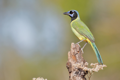 <i class='fa fa-user'></i> Wilfred Marissen |   Groene Gaai  <i class='fa fa-eye'> 238</i>  <i class='fa fa-thumbs-up'> 17</i>   <i class='fa fa-comment-o'> 11</i>