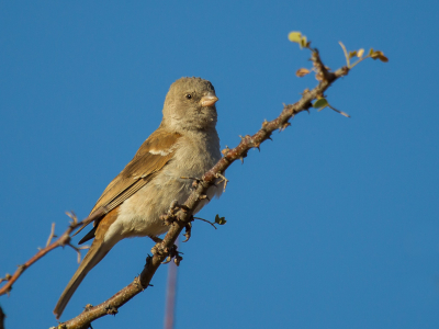 In Namibi kwam ik deze Mozambiquemus tegen naast de lodge. Deze niet-opvallende mus nog niet veel gezien op BP, dat is waarschijnlijk ook de reden:-)