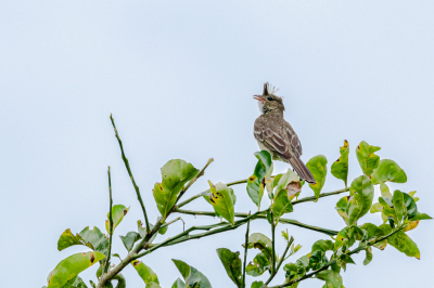 <i class='fa fa-user'></i> Louis56 |   Geschubde Elenia  <i class='fa fa-eye'> 139</i>   <i class='fa fa-comment-o'> 0</i>