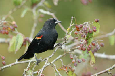 <i class='fa fa-user'></i> Frank Kremer |   Epauletspreeuw  <i class='fa fa-eye'> 175</i>  <i class='fa fa-thumbs-up'> 2</i>   <i class='fa fa-comment-o'> 3</i>