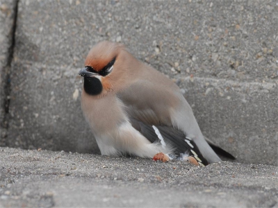 <i class='fa fa-user'></i> tjitte | Pestvogel  <i class='fa fa-eye'> 729</i>   <i class='fa fa-comment-o'> 3</i>