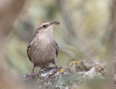 <i class='fa fa-user'></i> loek van de Leur |   Boomkruiper  <i class='fa fa-eye'> 240</i>  <i class='fa fa-thumbs-up'> 6</i>   <i class='fa fa-comment-o'> 5</i>