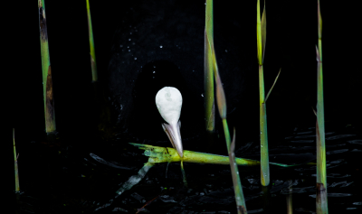 <i class='fa fa-user'></i> Henri Aantjes |   Meerkoet  <i class='fa fa-eye'> 237</i>  <i class='fa fa-thumbs-up'> 9</i>   <i class='fa fa-comment-o'> 5</i>