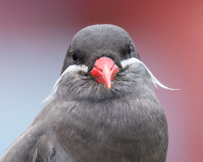 <i class='fa fa-user'></i> Lennart Verheuvel |   Incastern  <i class='fa fa-eye'> 218</i>  <i class='fa fa-thumbs-up'> 4</i>   <i class='fa fa-comment-o'> 6</i>