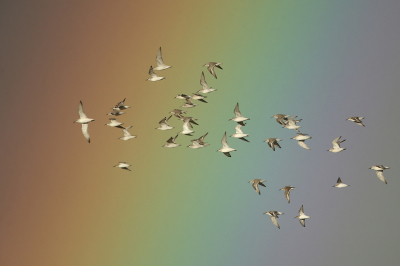 <i class='fa fa-user'></i> anevanrees |   Kanoet  <i class='fa fa-eye'> 500</i>  <i class='fa fa-thumbs-up'> 26</i>   <i class='fa fa-comment-o'> 17</i>